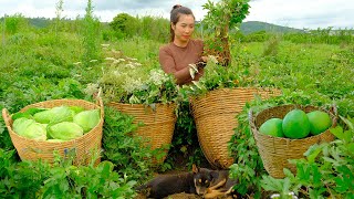 Harvest Ginseng, Cabbage and Grapefruit to sell at the market and enjoy delicious dishes from them