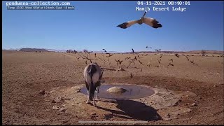 NamibiaCam: goshawk hunting sandgrouse 4 November 2021
