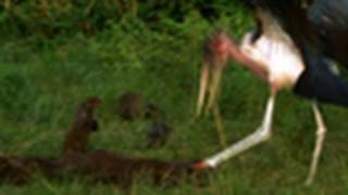 Stork vs. Mongoose | National Geographic