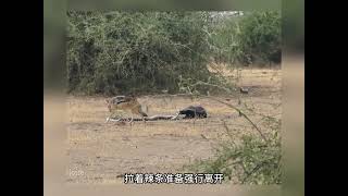 平头哥蜜獾大战巨蟒和两只胡狼，蜜獾差点被辣条吃掉