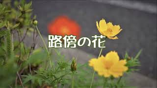 路傍の花　カラオケ歌唱：もっこす