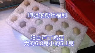 芦丁鸡：阳台养芦丁鸡产蛋最大有6 8克小的有5 1克，今天给我家粉丝福利