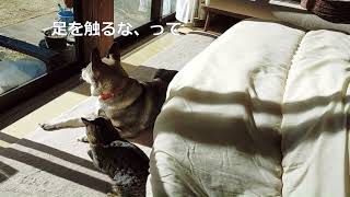 犬の足に触りたいと 奮闘する猫