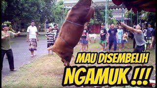 HEBOH! SAPI NGAMUK WAKTU DISEMBELIH, MENYERANG WARGA