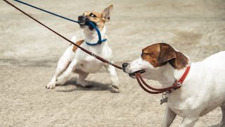 Avoid making these mistakes with your dog