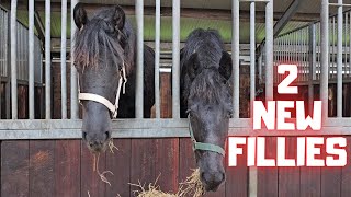 2 new fillies! Friends for Thekla | How's the new colt doing? Friesian Horses