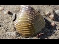 invasive clam discovered in lake champlain