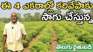 2 ఏండ్లుగా 4 ఎకరాల్లో కరివేపాకు పండిస్తున్న | Curry Leaves Cultivation | రైతు బడి