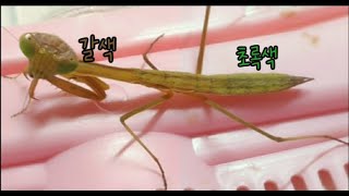 세계최초 색이 반반인 왕사마귀( feat.순빨이)