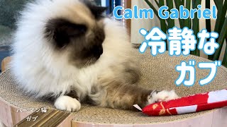 バーマン猫ガブ【冷静なガブ】Calm Gabriel（バーマン猫）Birman/Cat