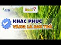 APN - HỎI ĐÁP NHANH - KHẮC PHỤC VÀNG LÁ SAU TRỔ