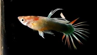 TOP CLASS GUPPY FISH CROWN TAIL COLLECTION