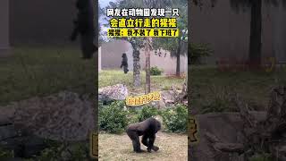 網友在動物園發現一只 會直立行走的猩猩#shorts