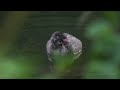 little grebe or dabchick tachybaptus ruficollis juvenile junger zwergtaucher 1