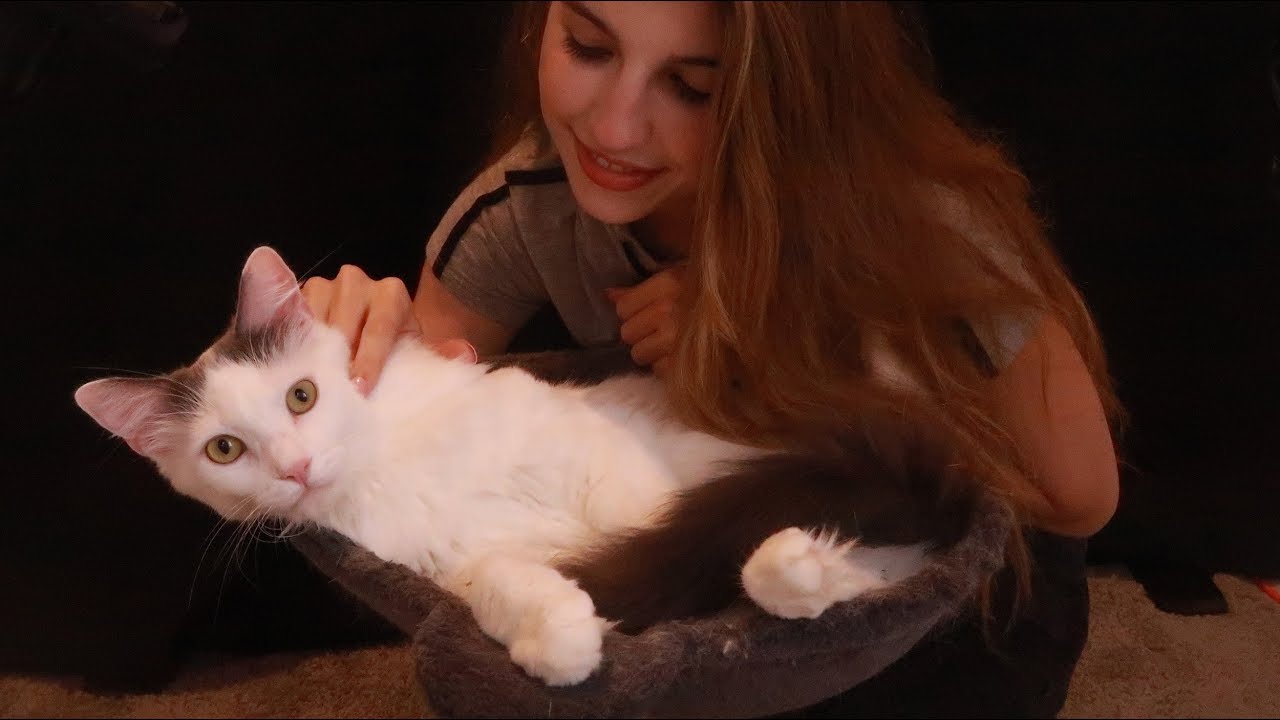 Kitty Asmr Petting Soft Whispers Youtube