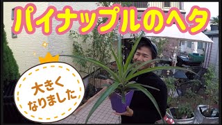 【パイナップルのヘタ】大きくなりました！の巻き！