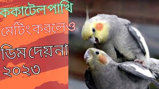 ব্রিডিং এর পর ও কেন ডিম দেয় না।ককটেল পাখির মেটিং করে ডিম পারে না।#birdshelptips