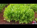 coriander farming a to z கொத்தமல்லி விவசாயம் my farm vlog annachi vlogs