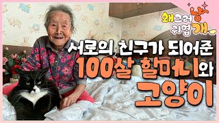 고아였던 피붙이 아기 고양이를 거둬들인 가족.. 유독 아픈 100세 할머니에게만 곁을 내주는 고양이│#왜그러냥귀엽개