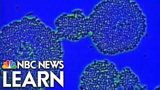 Science Behind the News: Drug-Resistant Bacteria