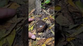 Catch big froggy funny | wep wep catching froggy funny | catch frogs make you laugh #shorts