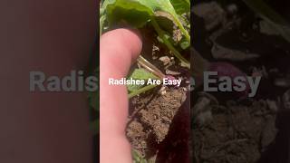 Radishes Are Easy