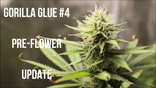 Gorilla Glue Flowering Update