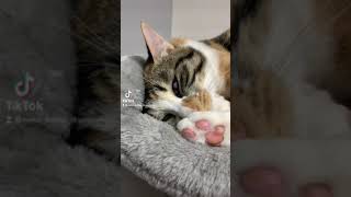 大丈夫そうで大丈夫じゃない、でもやっぱり大丈夫なネコ #shorts  #保護猫動画 #猫のいる暮らし #catlife #catsoftiktok #早見沙織 #胡蝶しのぶ