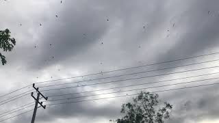 cambodia swiftlet