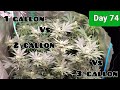 2x2 Grow Tent Day 74/Day 28 Flower ,Super Frosty Buds! 1gallon vs 2gallon vs 3gallon with the TS1000