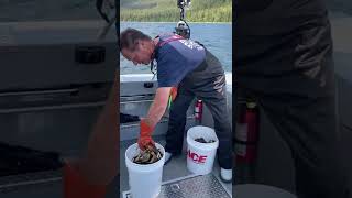 Ketchikan Dungeness Crab Vid 2