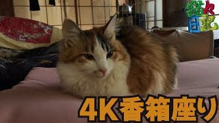 【4K】超美しい香箱座り　三毛猫(ミロンちゃん)