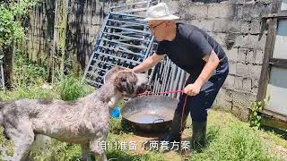 中亚犬拼命挣扎，狗主人狠心出手，救援过程紧张刺激