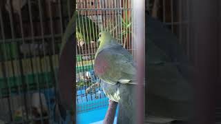 アオバト(Treron sieboldii)の鳴き声