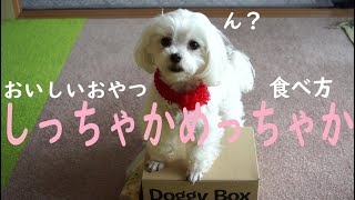 ニコ宛の贈り物～DoggyBoxさんのおいしいおやつに感激!しっちゃかめっちゃかな食べ方がおもしろかわいい元繁殖犬保護犬マルチーズのニコちゃん!壮大な?NG映像もお楽しみください