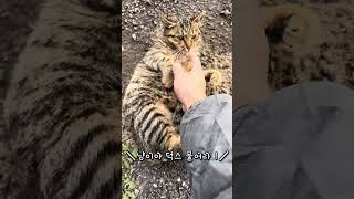 [덕스 고양이] 메추리농장 길냥이 오늘도 여전히 바닥과 일심동체 언재일어날거니 ?