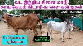 5-விற்பனை பதிவுகள்.வட இந்திய சினை மாடு.காங்கேயம் கிடாரி-காளை கன்றுகள்