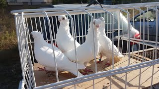 Rynek Łomża 🕊🦆🐇🐟🐠28.08.22