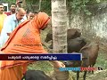 new goshala at padmanabhaswamy temple പുതിയ ഗോശാല