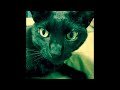 【あくびをするだけの動画】黒猫｜保護猫｜愛猫｜ジャパニーズボブテイル｜日本猫｜ワタシは、ネコ派｜ shorts