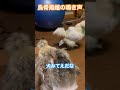 烏骨鶏雌の鳴き声　 癒し もふもふ かわいい ペット shorts