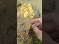 Gold hunting adventure #goldhunter #miner