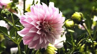 The Garden Gurus - Mr Fothergills Dahlias from Seeds and Bulbs