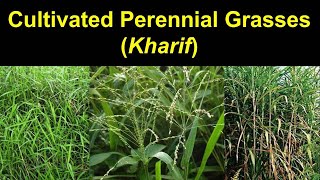 Package and Practices of Fodders (4)  Cultivated Perennial Grasses