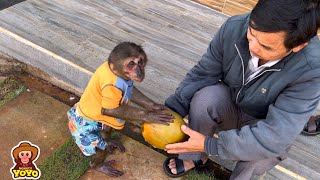 Grandpa helps YoYo Jr cut coconut
