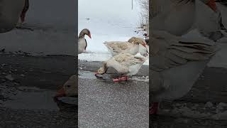 Snow Geese: The Beautiful, Mysterious Bird You May Not Know About