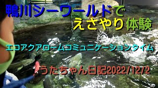 鴨川シーワールドでえさやり体験エコアクアロームコミュニケーションタイムうたちゃん日記生物20221202UTA1