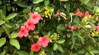 Barleria repens ( Coral creeper ) (Decembaralu )