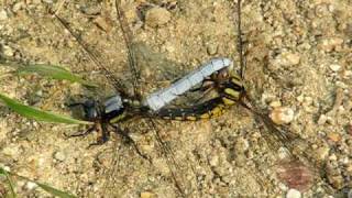 シオヤトンボ　(Orthetrum japonicum japonicum)  2009    Video 03　　交尾  (Copulation)