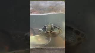 nature大自然～ turtle vs koi fish 斑龜vs 錦鯉魚